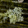 Frayed Ribbon Lichen