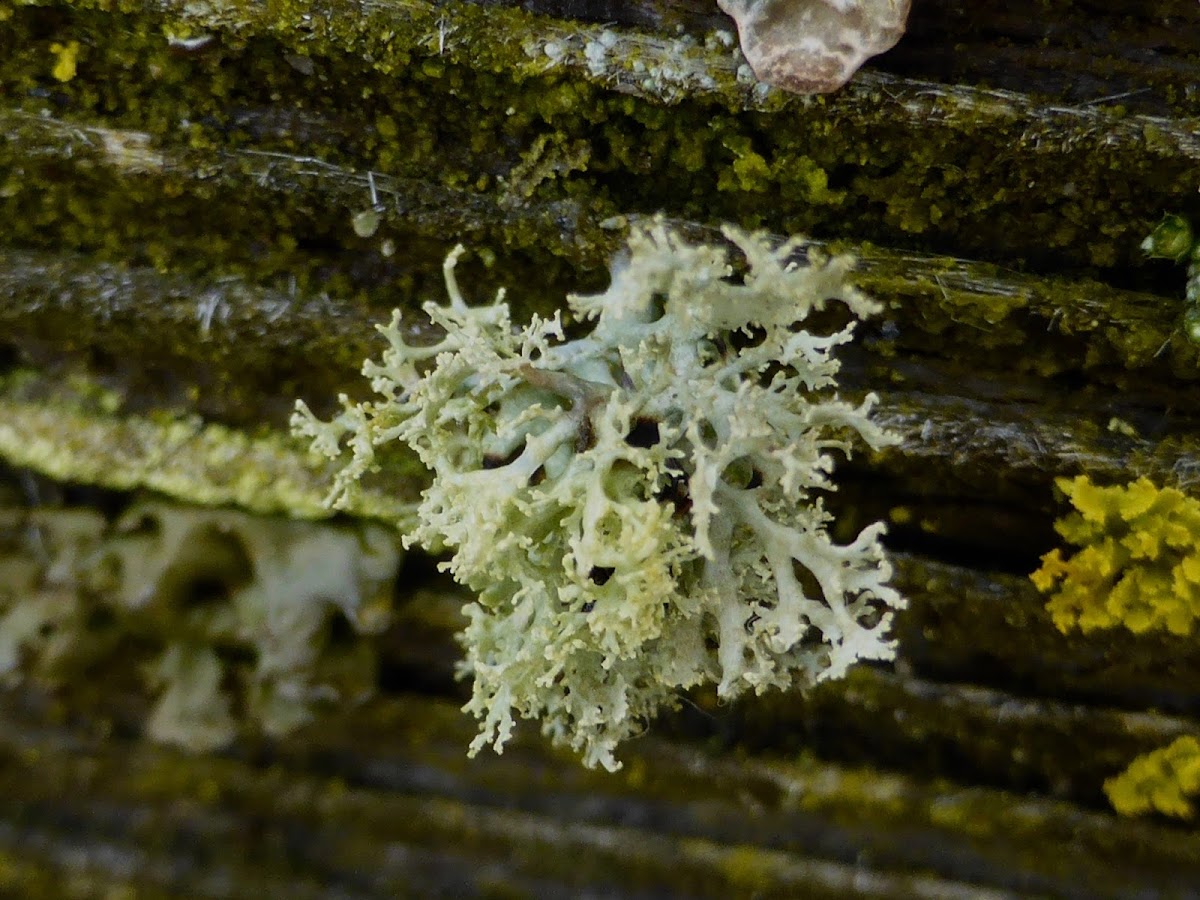 Frayed Ribbon Lichen