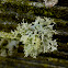 Frayed Ribbon Lichen