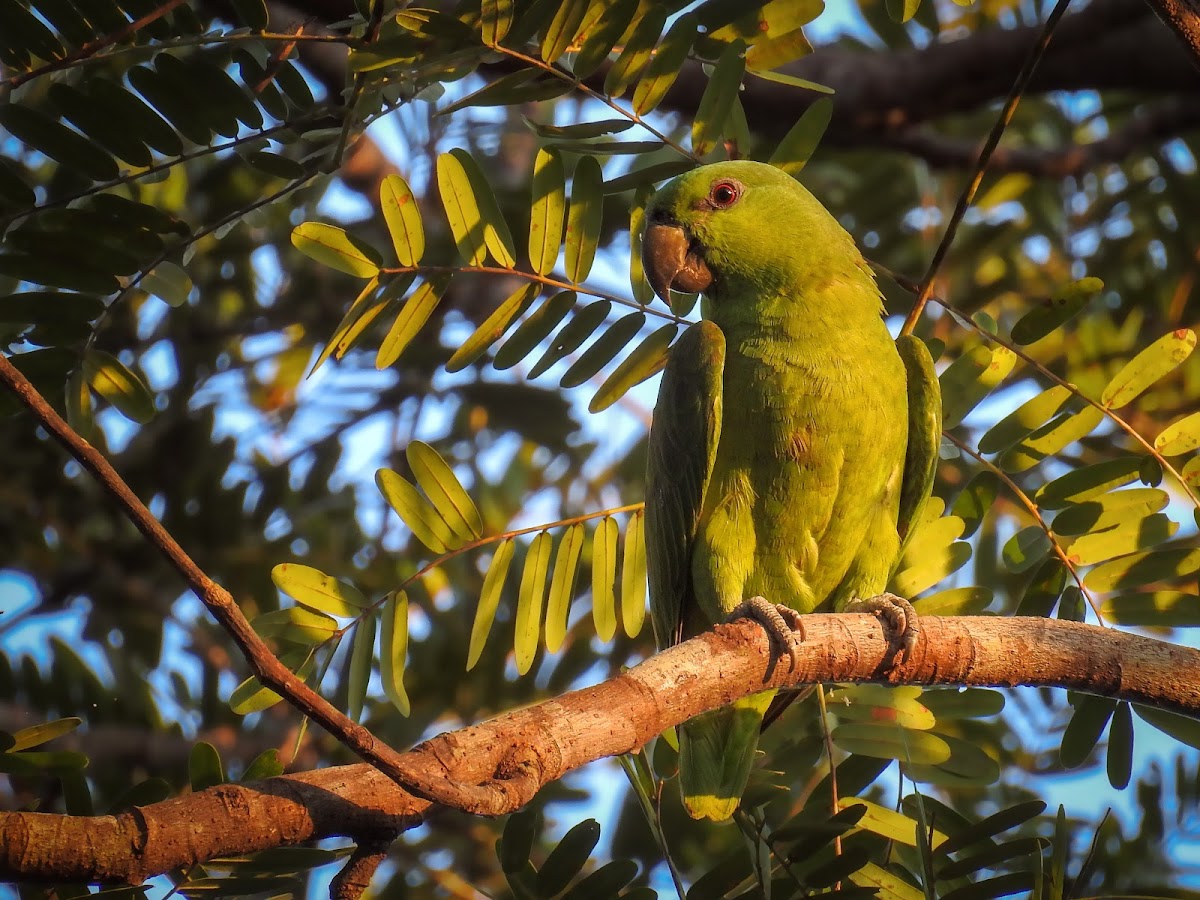 Short-tailed parrot