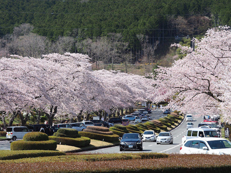 スイフトスポーツのサクラと愛車・冨士霊園・zc33s・ドライブに関するカスタム事例の投稿画像3枚目