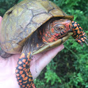 Box turtle