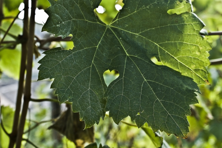 CUORE VERDE di Tiziana Detoni