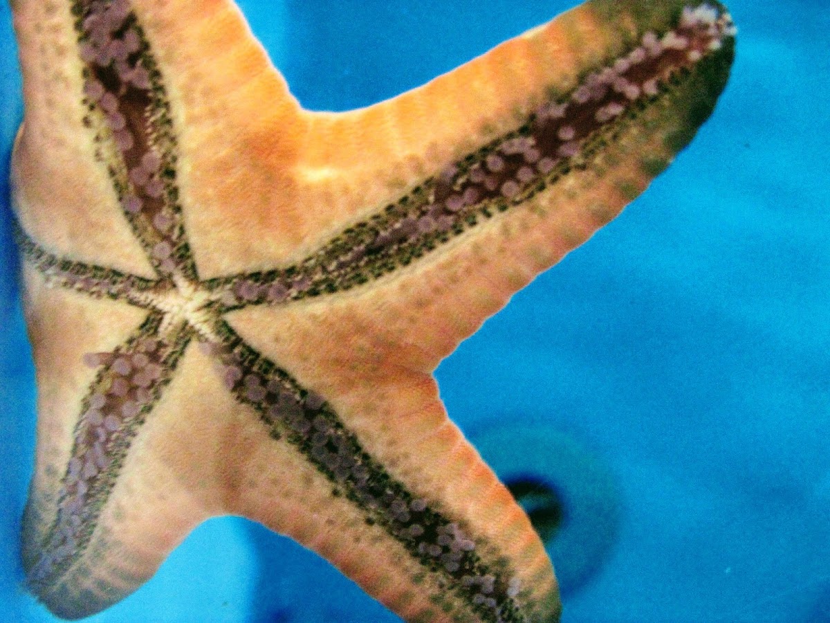 Chocolate Chip Sea Star