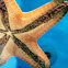 Chocolate Chip Sea Star