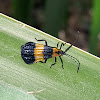 Net-winged beetle