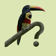 Costa Rica Birds Fieldguide  Icon