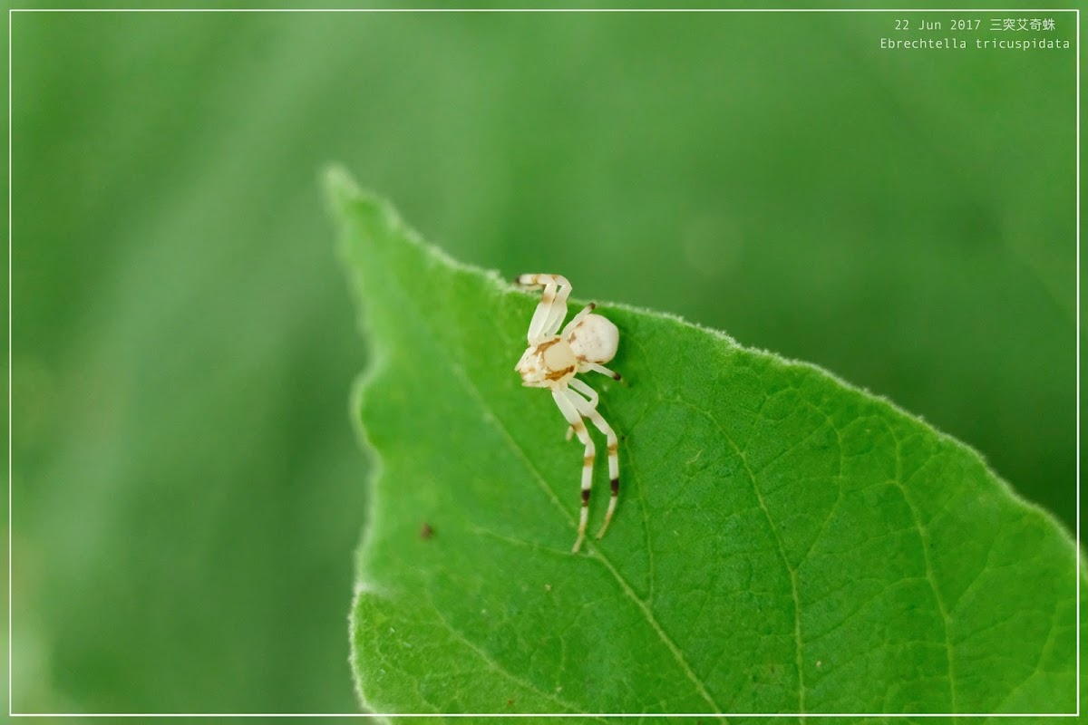 Ebrechtella tricuspidata 三突艾奇蛛