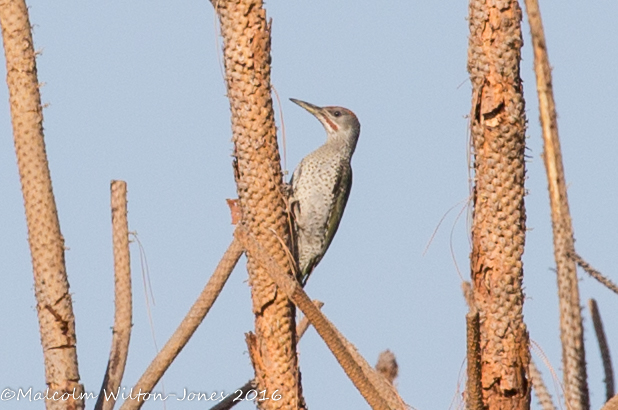 Iberian Green Woodpecker; Pito Reál