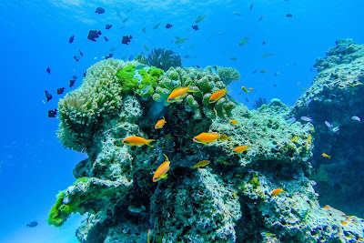 Snorkel on colourful reefs with plenty of fish