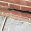 Eastern Rat snake