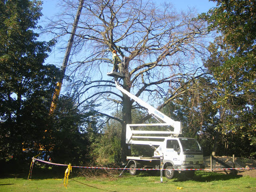 Taking down a dead Beech Tree, with a mobile Cherry Picker.