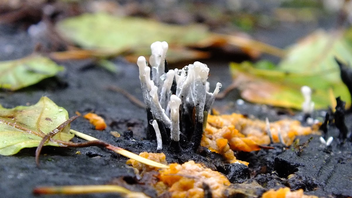 Candlesnuff fungus