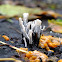 Candlesnuff fungus