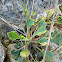 Italian catchfly (Σιληνή η Ιταλική)