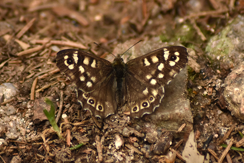 Speckled wood