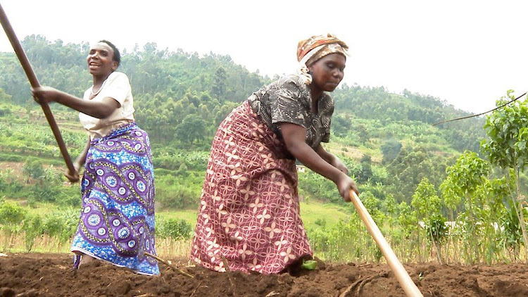 Some Batwa are learning to farm on land rented for them by a charity