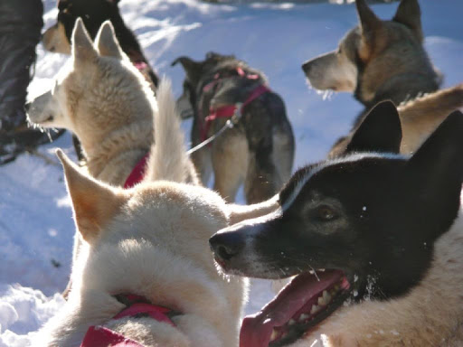 Sled Dog Racing Wallpapers HD