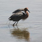 Reddish Egret