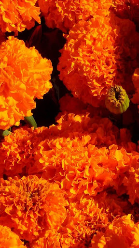 Marigold Wallpapers HD