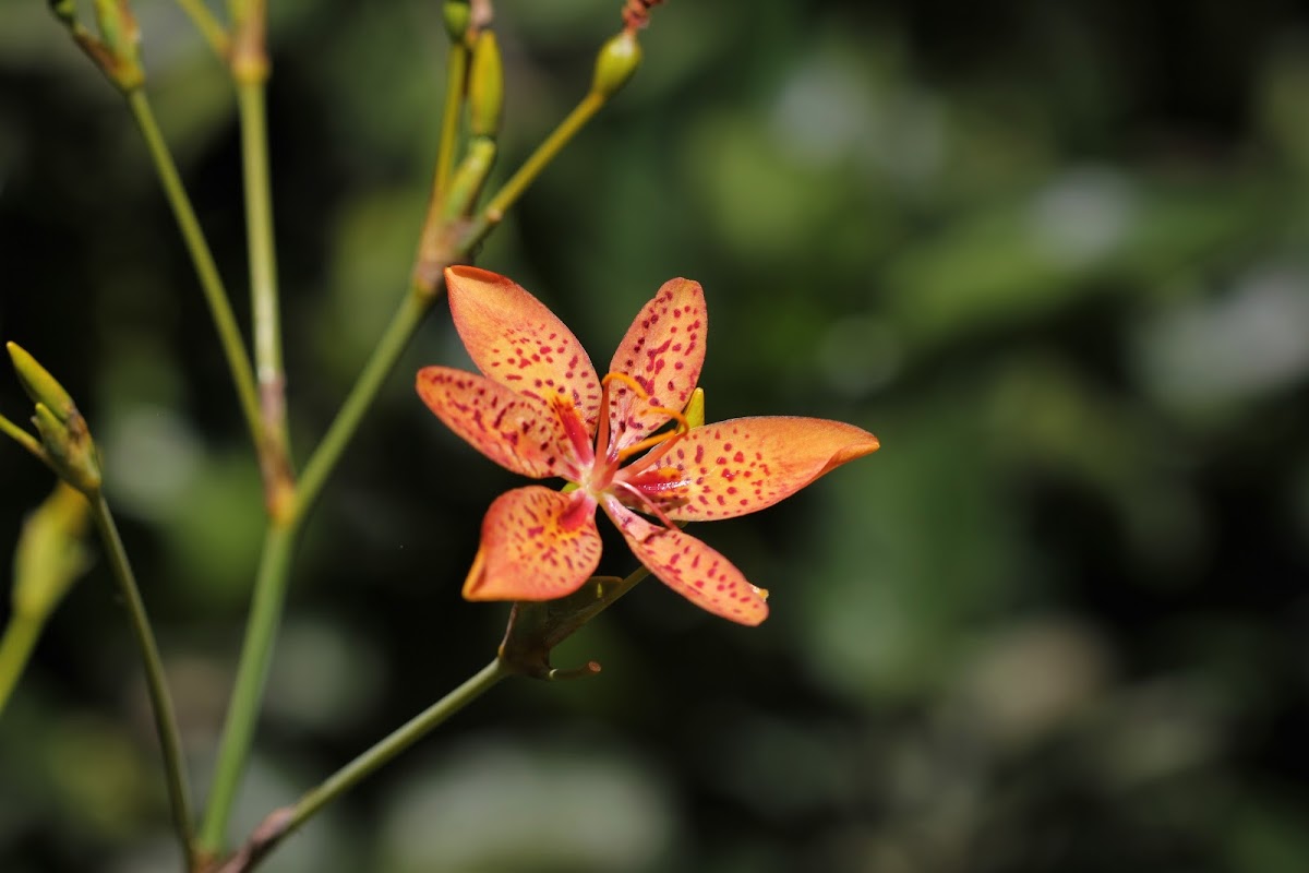 Blackberry Lily