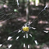 Spinybacked Orbweaver