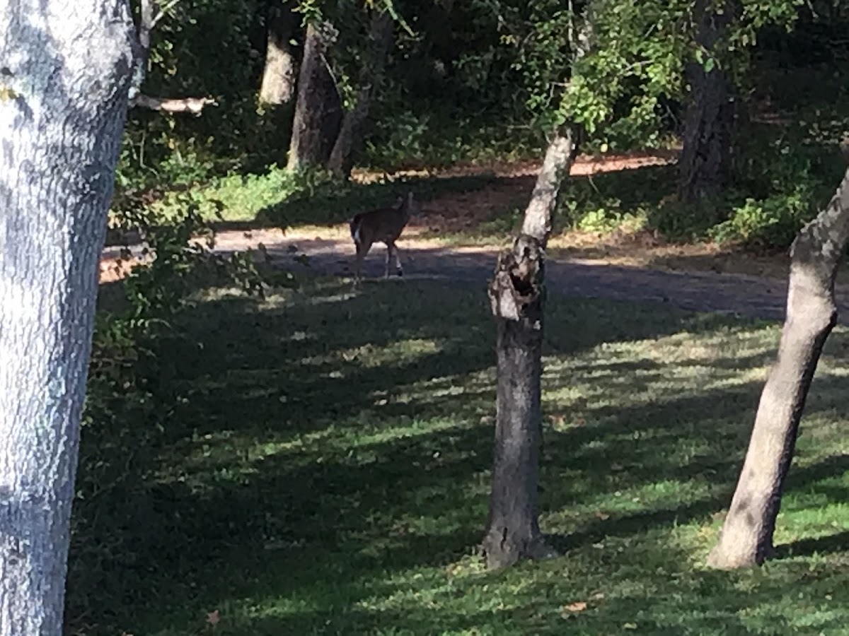 Whitetail deer