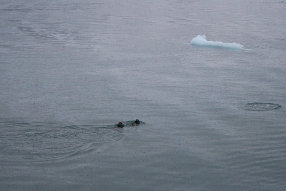 Sea Otter