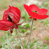 Corn Poppy