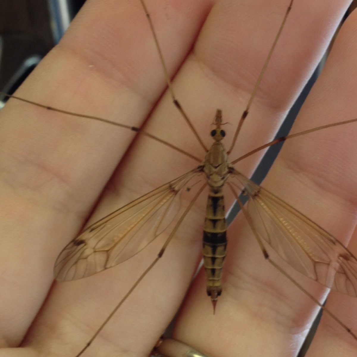 Alaskan crane fly/ mosquito hawk