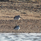 Common greenshank