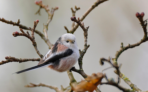 Fluffy Songbird Perch Preview 1