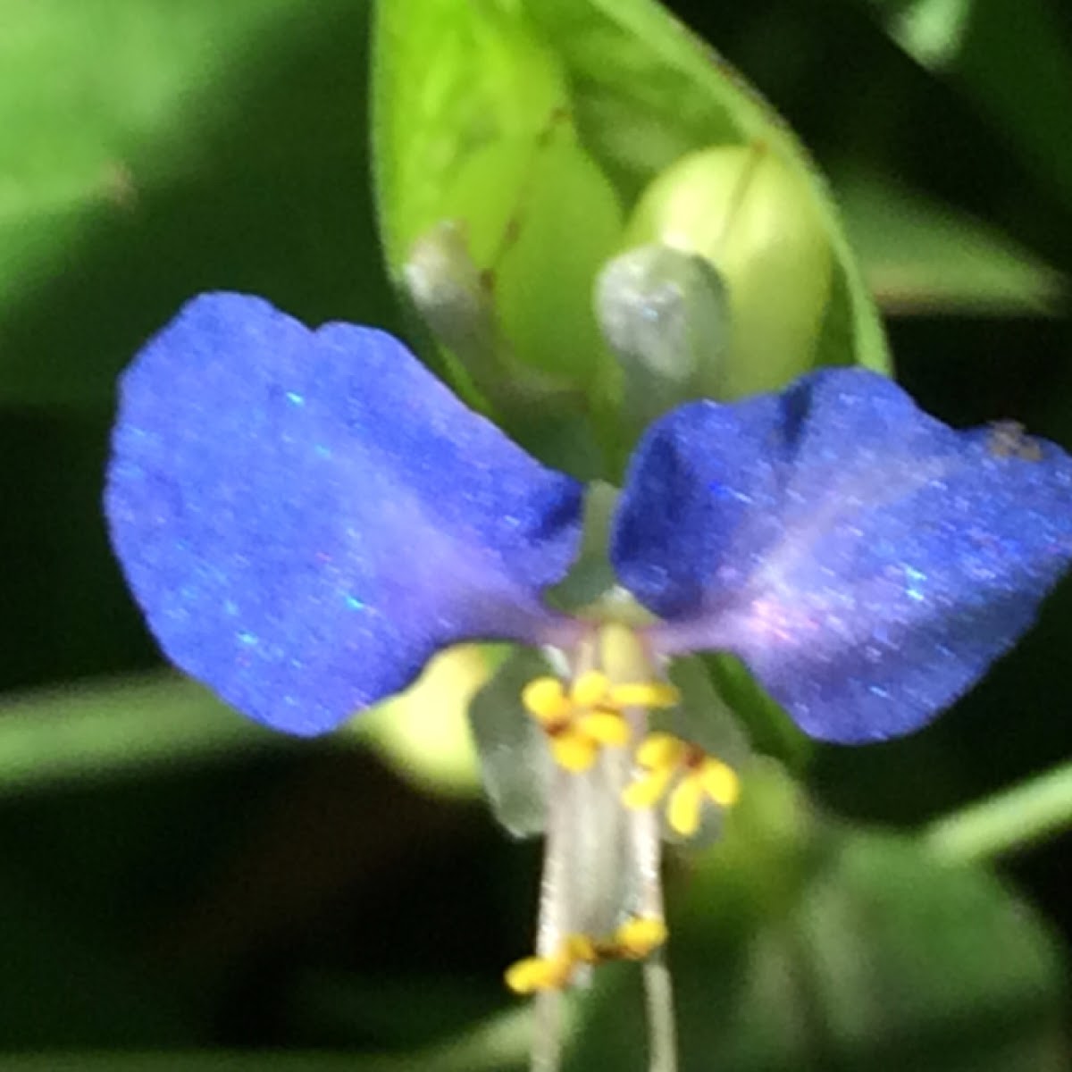 Asiatic Dayflower