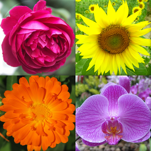 Flower Picture Quiz Questions And Answers - QUIZ