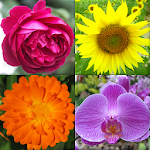 Cover Image of Download Flowers - Botanical Quiz about Beautiful Plants 1.1 APK