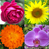 Flowers - Botanical Quiz about Beautiful Plants3.0.0