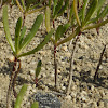 Sea Oxeye