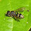 Square-headed wasp