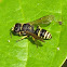 Square-headed wasp