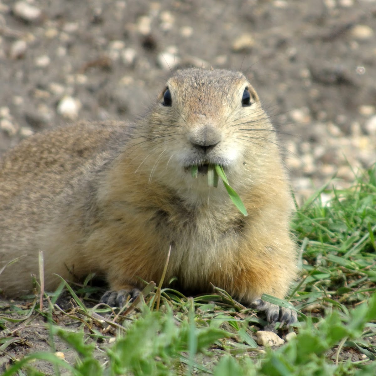 Richardson's Ground Squirrel