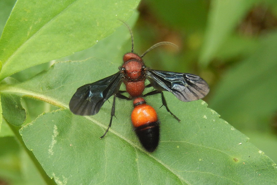 Velvet Ant