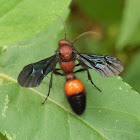 Velvet Ant