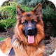 German Shepherd Wallpapers (backgrounds & themes) Download on Windows