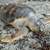 Loggerhead sea turtle (θαλάσσια χελώνα καρέττα-καρέττα)