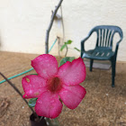 Desert Rose