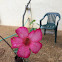 Desert Rose