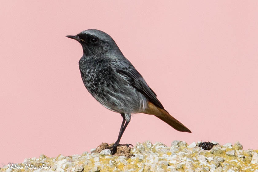 Black Redstart; Colirrojo Tizón