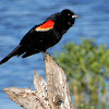 Red-Winged Blackbird