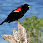 Red-Winged Blackbird