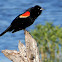 Red-Winged Blackbird